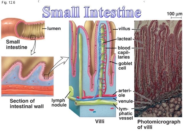 Fig. 12. 6 Small Intestine 