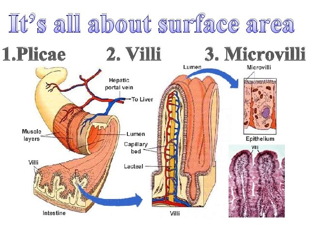 It’s all about surface area 1. Plicae 2. Villi 3. Microvilli 