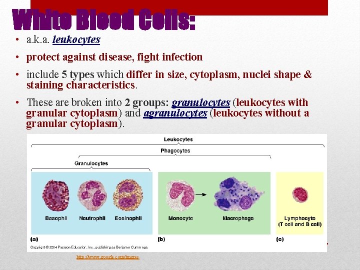 White Blood Cells: • a. k. a. leukocytes • protect against disease, fight infection