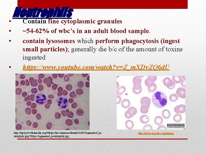 Neutrophils • Contain fine cytoplasmic granules • • • ~54 -62% of wbc’s in