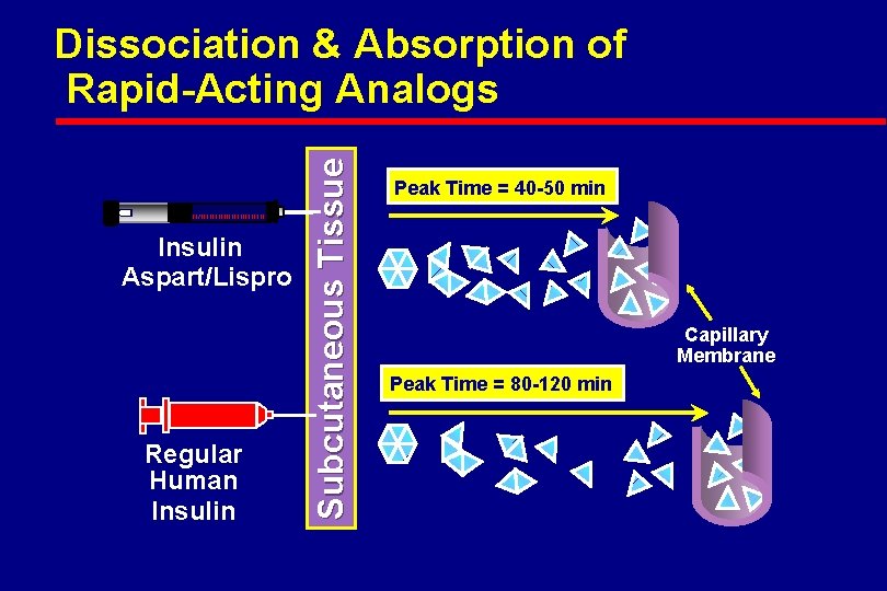 Insulin Aspart/Lispro Regular Human Insulin Subcutaneous Tissue Dissociation & Absorption of Rapid-Acting Analogs Peak