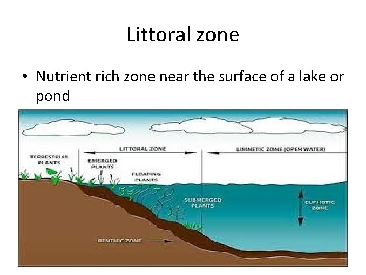 Littoral zone • Nutrient rich zone near the surface of a lake or pond