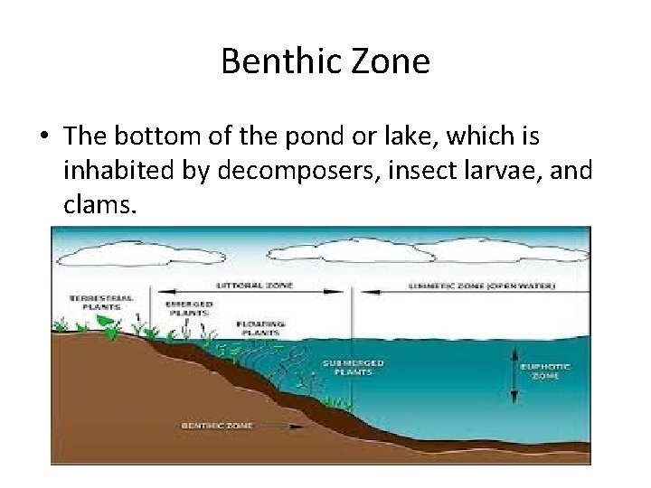 Benthic Zone • The bottom of the pond or lake, which is inhabited by