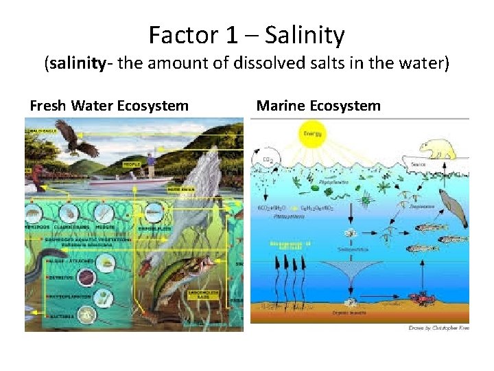 Factor 1 – Salinity (salinity- the amount of dissolved salts in the water) Fresh