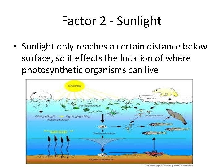 Factor 2 - Sunlight • Sunlight only reaches a certain distance below surface, so