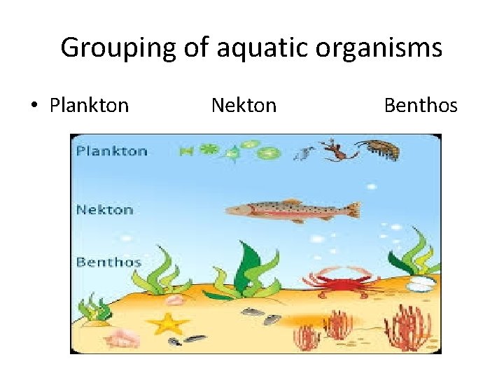 Grouping of aquatic organisms • Plankton Nekton Benthos 