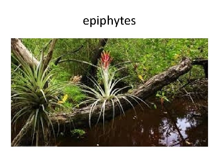 epiphytes 
