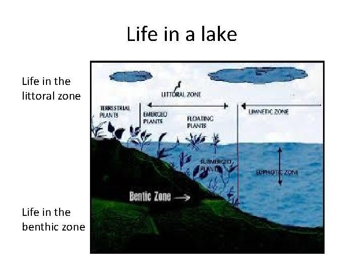 Life in a lake Life in the littoral zone Life in the benthic zone