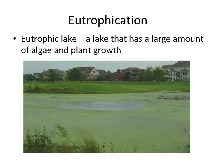 Eutrophication • Eutrophic lake – a lake that has a large amount of algae