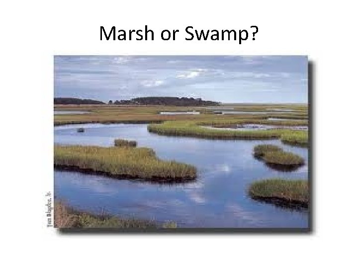 Marsh or Swamp? 