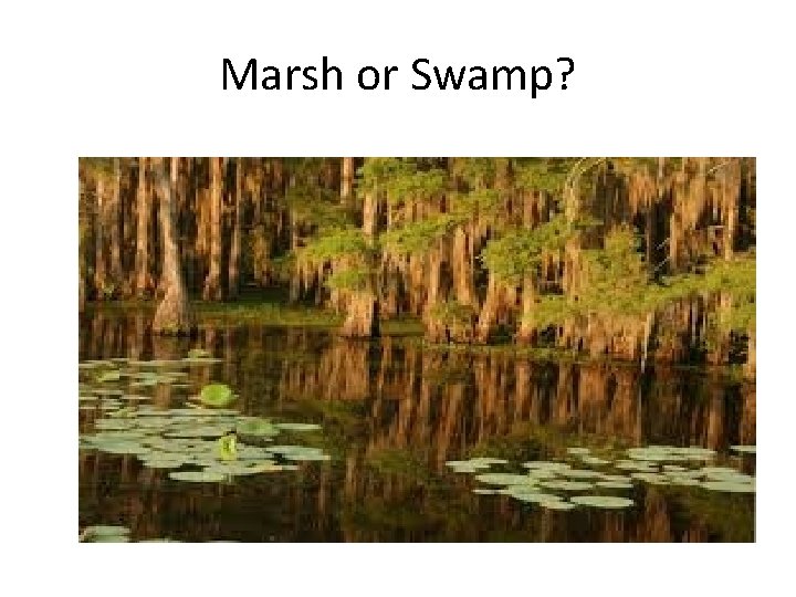 Marsh or Swamp? 