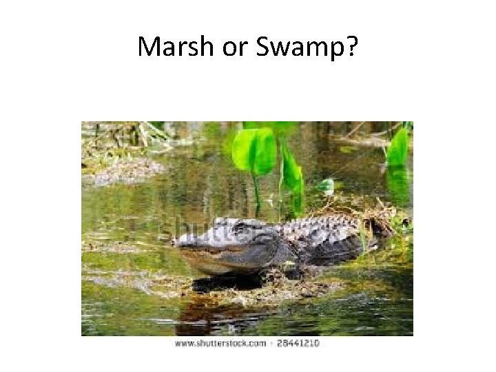 Marsh or Swamp? 