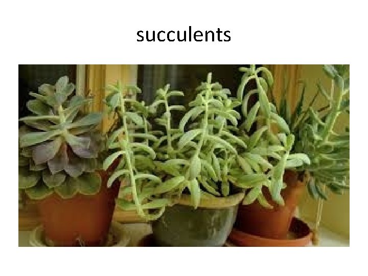 succulents 