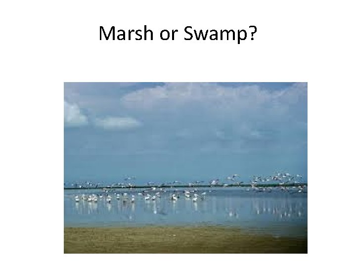 Marsh or Swamp? 
