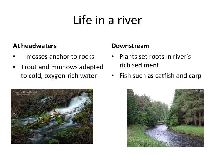 Life in a river At headwaters Downstream • – mosses anchor to rocks •