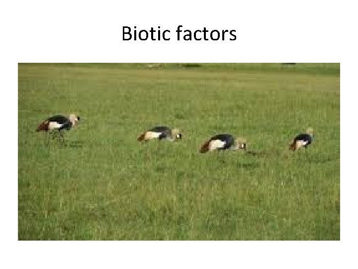 Biotic factors 