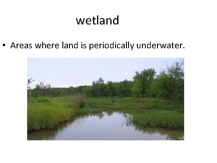 wetland • Areas where land is periodically underwater. 