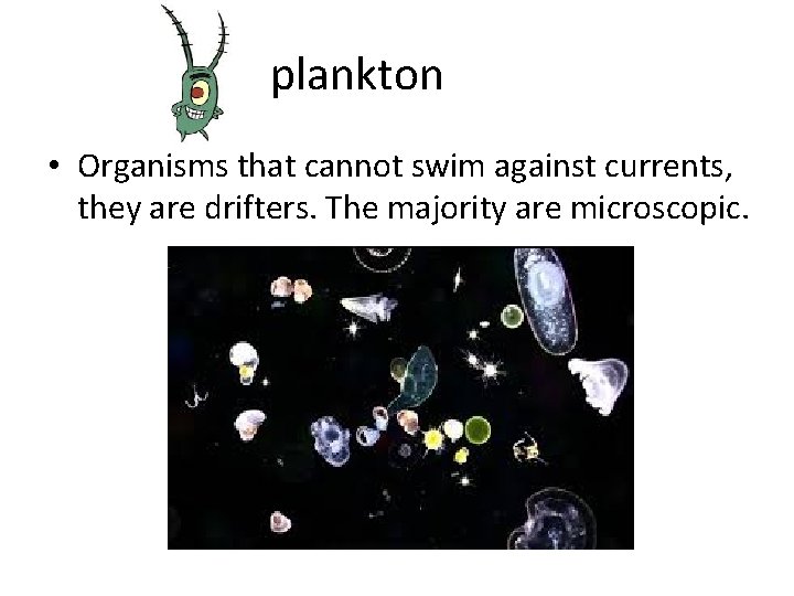 plankton • Organisms that cannot swim against currents, they are drifters. The majority are