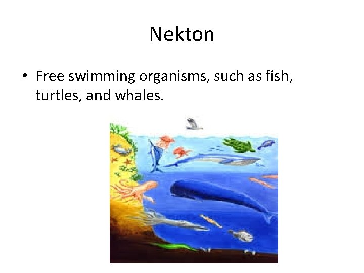 Nekton • Free swimming organisms, such as fish, turtles, and whales. 