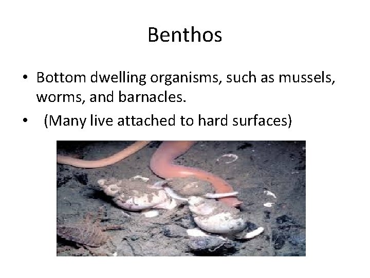 Benthos • Bottom dwelling organisms, such as mussels, worms, and barnacles. • (Many live