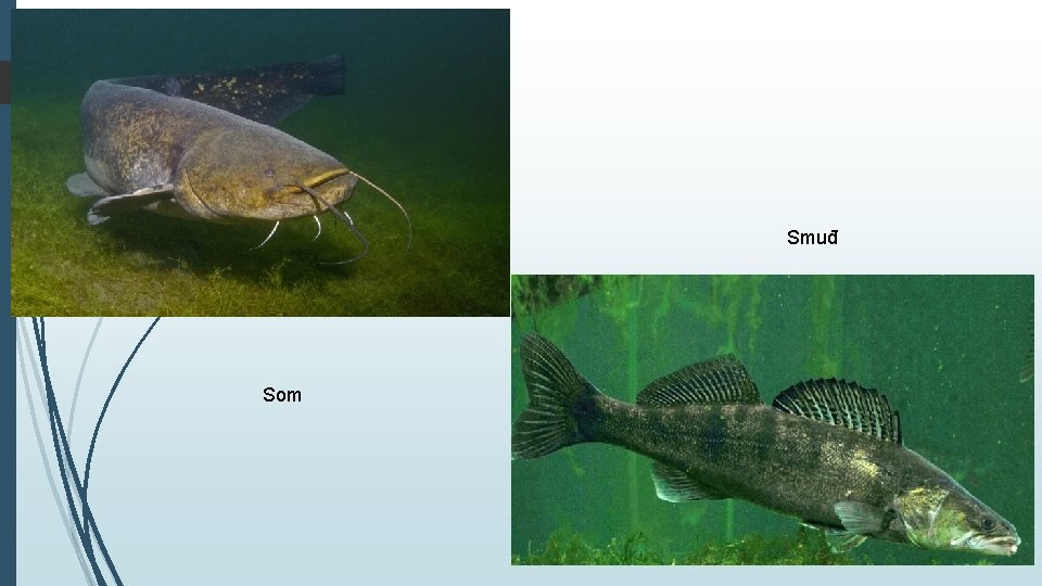 Smuđ Som 