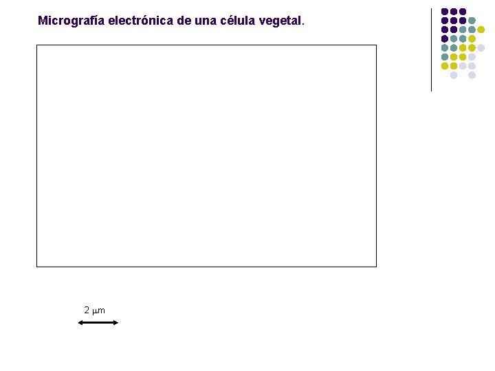 Micrografía electrónica de una célula vegetal. 2 mm 