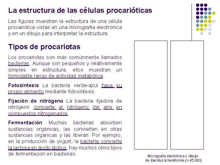La estructura de las células procarióticas Las figuras muestran la estructura de una célula