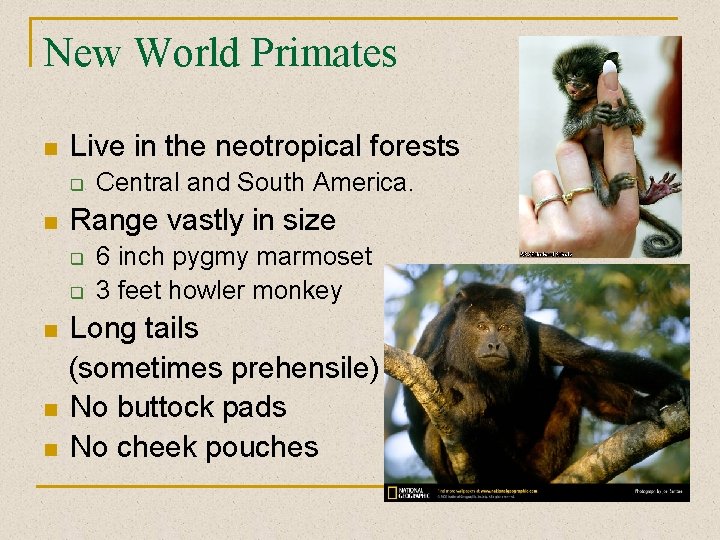 New World Primates n Live in the neotropical forests q n Range vastly in