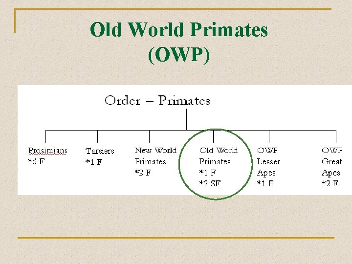 Old World Primates (OWP) 