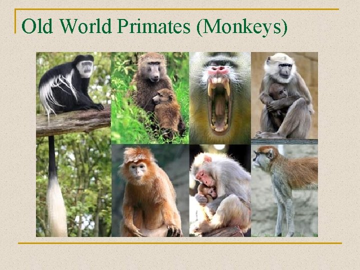 Old World Primates (Monkeys) 