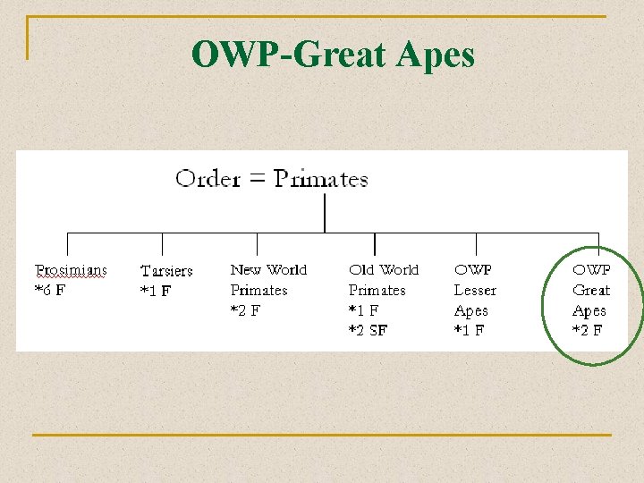 OWP-Great Apes 