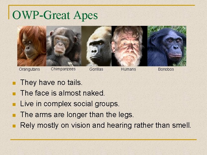 OWP-Great Apes Orangutans n n n Chimpanzees Gorillas Humans Bonobos They have no tails.