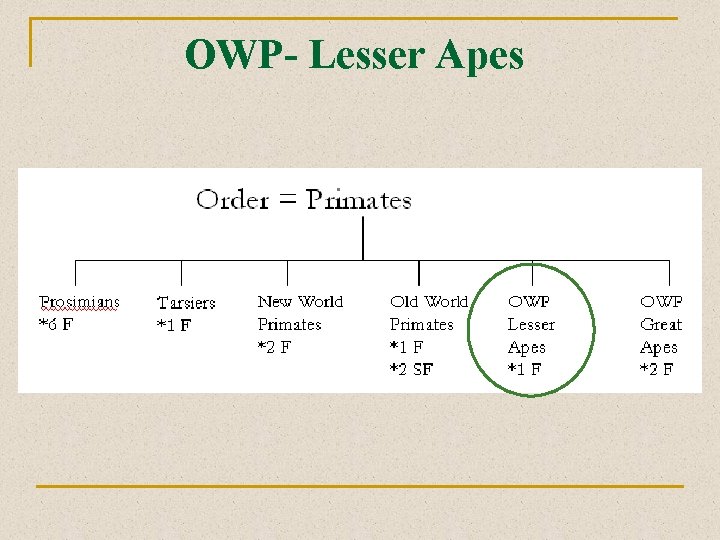 OWP- Lesser Apes 