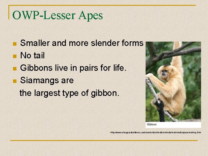 OWP-Lesser Apes n n Smaller and more slender forms No tail Gibbons live in