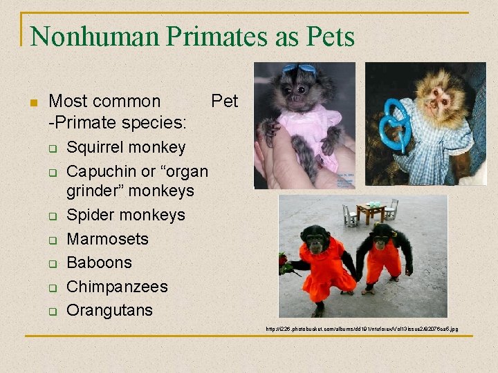 Nonhuman Primates as Pets n Most common -Primate species: q q q q Pet