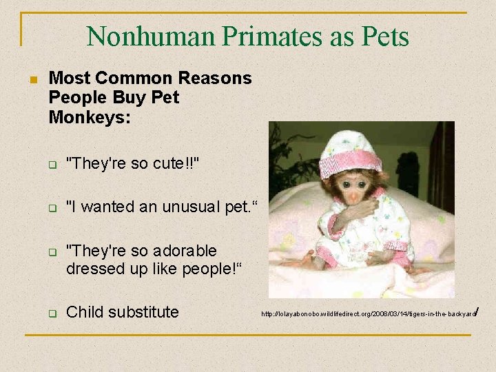Nonhuman Primates as Pets n Most Common Reasons People Buy Pet Monkeys: q "They're