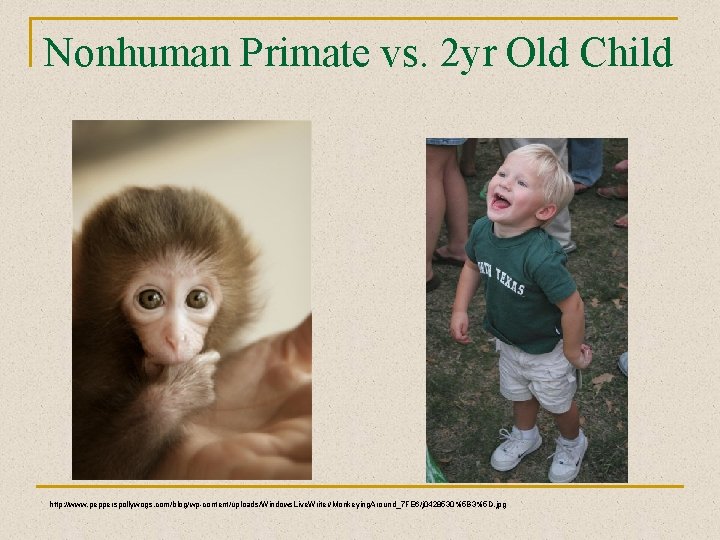 Nonhuman Primate vs. 2 yr Old Child http: //www. pepperspollywogs. com/blog/wp-content/uploads/Windows. Live. Writer/Monkeying. Around_7