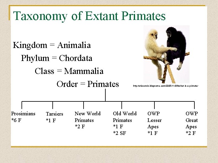 Taxonomy of Extant Primates Kingdom = Animalia Phylum = Chordata Class = Mammalia Order