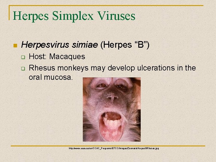 Herpes Simplex Viruses n Herpesvirus simiae (Herpes “B”) q q Host: Macaques Rhesus monkeys