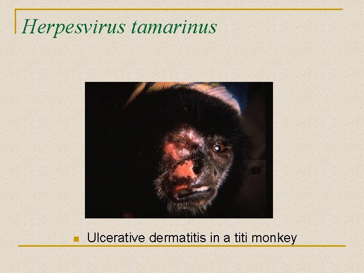 Herpesvirus tamarinus n Ulcerative dermatitis in a titi monkey 