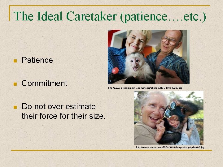 The Ideal Caretaker (patience…. etc. ) n Patience n Commitment n Do not over