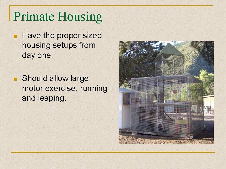 Primate Housing n Have the proper sized housing setups from day one. n Should