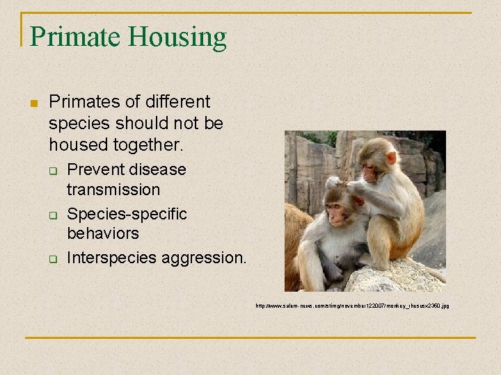 Primate Housing n Primates of different species should not be housed together. q q