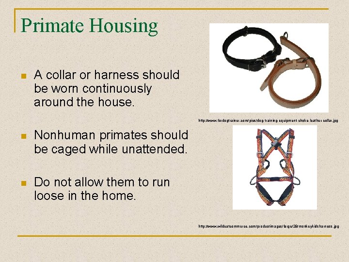 Primate Housing n A collar or harness should be worn continuously around the house.