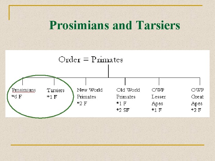 Prosimians and Tarsiers 