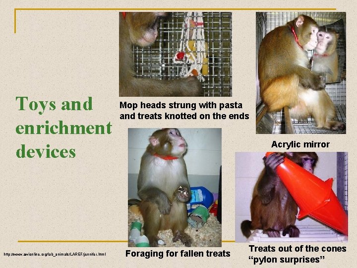 Toys and enrichment devices http: //www. awionline. org/lab_animals/LAREF/jennifer. html Mop heads strung with pasta