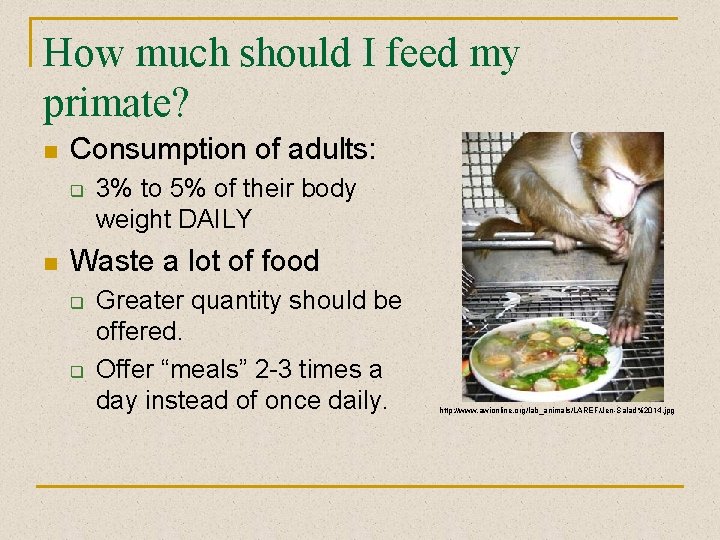 How much should I feed my primate? n Consumption of adults: q n 3%