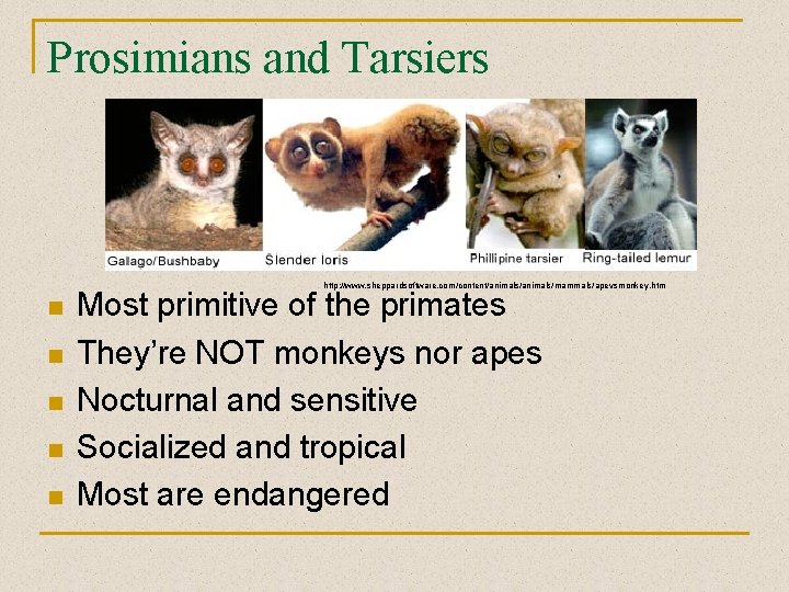 Prosimians and Tarsiers http: //www. sheppardsoftware. com/content/animals/mammals/apevsmonkey. htm n n n Most primitive of