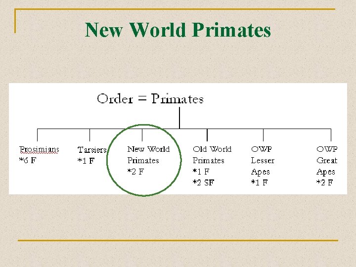 New World Primates 