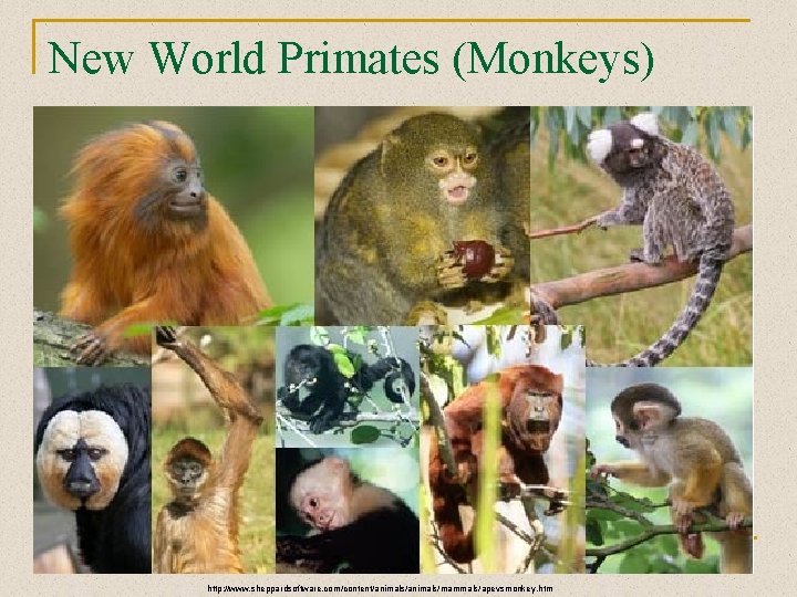 New World Primates (Monkeys) http: //www. sheppardsoftware. com/content/animals/mammals/apevsmonkey. htm 